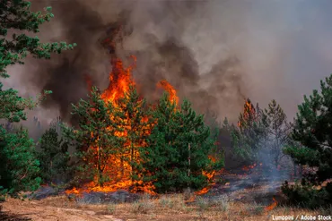 山火事・森林火災は温暖化と関係ある？事例や発生原因を解説