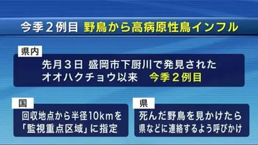 野鳥から高病原性鳥インフルエンザ 盛岡市で回収のオオハクチョウ 今季２例目 岩手県