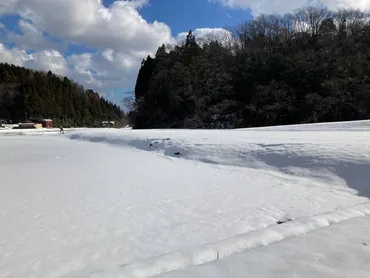 令和6年能登半島地震に伴い若山川沿いに生じた地表地震断層 