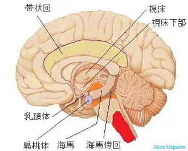 大脳辺縁系のおはなし 