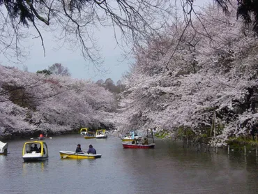 井の頭公園の桜、見頃っていつ？🌸  2024年開花情報＆イベントまとめ春の息吹！満開の桜とイベント情報とは！？