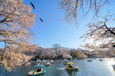 井の頭公園の桜はライトアップも必見！東京の人気花見名所 