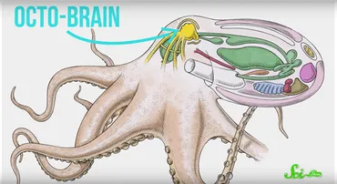 タコの驚くべき知性について解説 