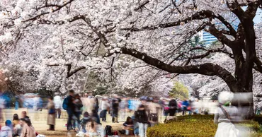 職場の花見はなぜ衰退傾向にある？職場の花見の現状とは！？