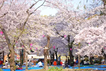 【職場の花見実態調査】６割以上が「参加したいと思わない」「花見は仕事」、８割以上が「なくなっていく」