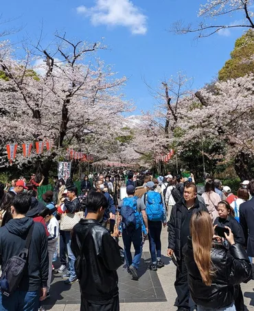 職場の花見は仕事に入るのか? 「参加したくない」が6割 意識調査 