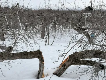 北東北で「集中豪雪」と「少雪」の二極化 異変の陰に温暖化の影響 岩手県：朝日新聞