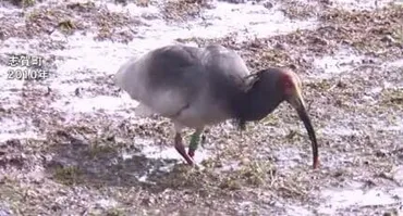 能登のトキ放鳥を゛復興のシンボル゛へ 石川県の専門家委員会