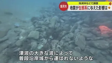 元に戻ることは考えにくい」地震が与えた海への影響能登半島地震からカ月海底地質と生態系の変貌【石川発】