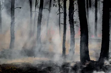 全国山火事予防運動から山火事の現状と原因を考える