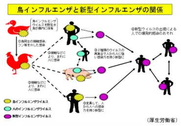 鳥インフルエンザ最新情報：発生状況と卵価格への影響？鳥インフルエンザの脅威：感染経路、対策、卵価格への影響