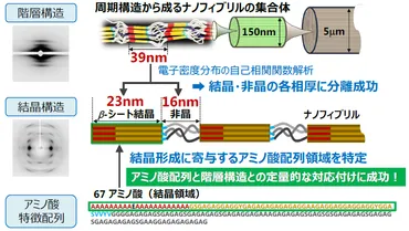 研究成果クモ糸を超えるミノムシの糸、強さの秘密を科学的に解明