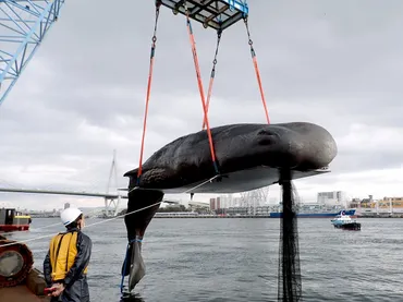 クジラ「淀ちゃん」処理費、見積額から倍増は「市民の不信感招いた」大阪市が幹部人処分(産経新聞)