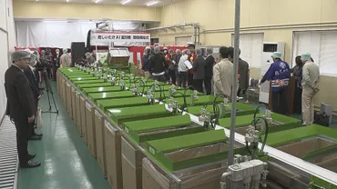 乾しいたけをで自動に仕分け作業効率は倍に生産者の期待高まる大分の特産品