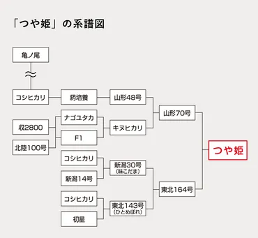 品種の特長