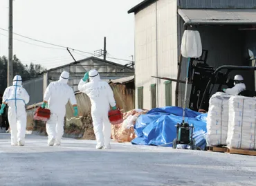 戻すには年はかかる」常滑で鳥インフル急拡大コロナ禍に飼料高騰…追い打ち拍車:中日新聞