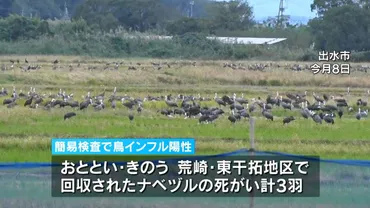 出水市のナベヅルが鳥インフルエンザ簡易検査で陽性遺伝子検査し今週中に高病原性か判明