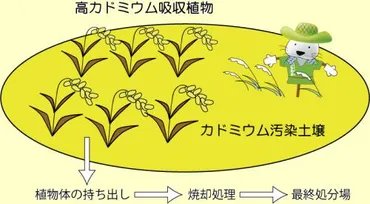 カドミ米:田んぼのカドミウムを減らす常陽新聞連載「ふしぎを追って」より)情報:農業と環境年月