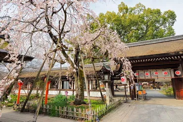 京都、桜開花発表!この週末におすすめの桜名所はどこ!?(更新)