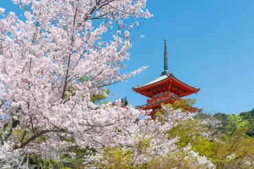 清水寺の桜(京都市東山区)