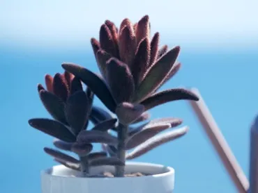 挿し木・植え替えから始めるカランコエの水耕栽培