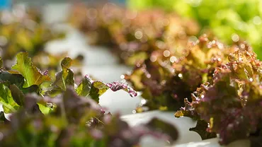 水耕栽培の水換えをするポイントや注意点は?害虫駆除のポイントも!