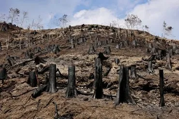 大船渡山火事、再建のめど立たず発生から1カ月、今後に不安の声:東京新聞デジタル