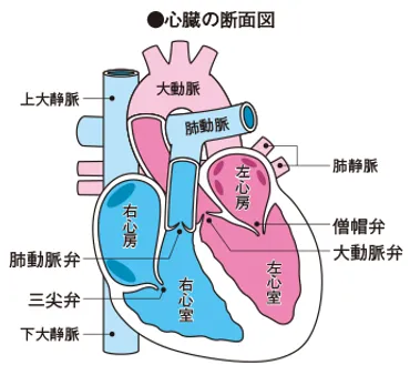 心電図って何？わかりやすく解説！心電図の基本と異常、検査方法も(？)心電図検査でわかること：心臓の健康状態をチェック！