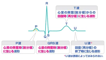 第回】電極のつけ方と基本波形