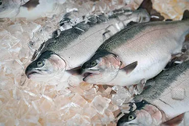 川崎重工の『MINATOMAE』とは？都市部の水産養殖システムで食料問題を解決できる？川崎重工の持続可能な水産養殖システム『MINATOMAE』とは？