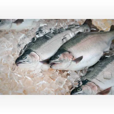 川崎重工の水産養殖「」プロジェクト神戸港海域でのトラウトサーモン育成試験に成功当社技術を生かした海面閉鎖式養殖技術で国内最高レベルの飼育密度を実現(年月日)