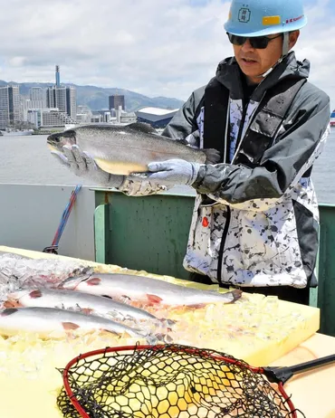 都市部で養殖゛川重サーモン゛水揚げ「脂のっておいしい」神戸工場岸壁で育成試験