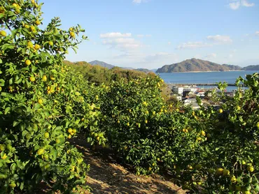 瀬戸内に浮かぶ広島レモンの島を元気にするポッカサッポロ社員自ら耕作放棄地を再生地域活性化とレモン総需要拡大が目的
