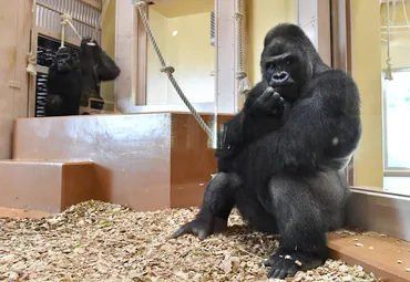 イケメンゴリラ：新居へお引越し３カ月ぶりに元気な姿