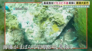 海の異変…終わらない゛黒潮大蛇行゛捕れないイセエビに地元大ピンチ海の温度が度上昇…もはや゛異変と呼べない゛のか