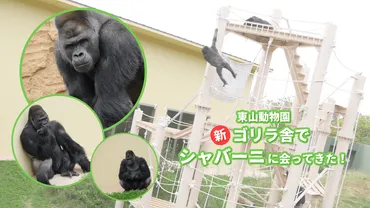 東山動物園の新ゴリラ舎でシャバーニに会ってきた!本当にイケメンだった!