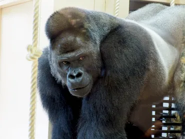 シャバーニにまた会えるよ!東山動物園の「新ゴリラ・チンパンジー舎」がオープン。