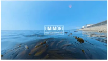 鉄鋼スラグと海の未来：持続可能な漁業とブルーカーボンへの貢献？鉄鋼スラグの有効活用による海洋環境改善とSDGsへの貢献
