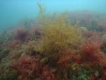 鉄鋼スラグで海に藻の林をJFEと広島大が研究【SDGs持続可能な開発目標】