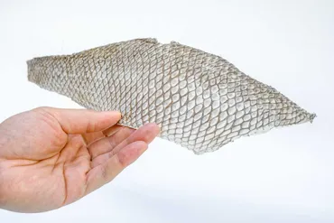 魚の革をアップサイクルしたエコレザー「フィッシュレザー」