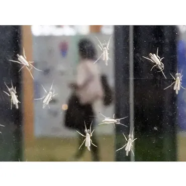 虫の王国゛夢洲の生態系を大阪万博が破壊した…蚊に似たユスリカ大量発生の理由