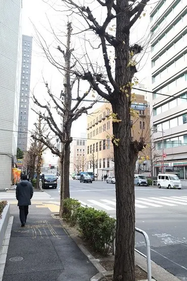 神田警察通りのイチョウ伐採問題: 住民と行政の対立、合意形成の課題は？千代田区神田警察通りのイチョウ伐採問題：区と住民の対立、法的争いへ