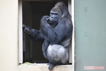あのスター動物は今》あれから年、イケメンゴリラ・シャバーニ「人間でいう歳、働き盛りのお父さん」