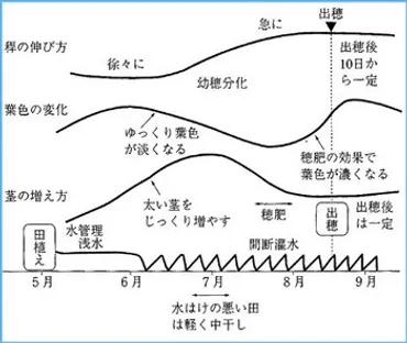 千葉県産コシヒカリを徹底解説！美味しく食べる方法やお得な購入方法とは？千葉県産コシヒカリの魅力と美味しい食べ方