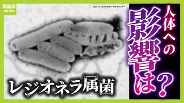 万博会場で検出『レジオネラ属菌』 肺炎が重症化し死亡も...免疫力低い人や高齢者らは「水しぶきを吸う状況」に要注意【医師が解説】(MBSニュース)