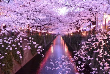 東京桜名所開花と見ごろはいつ?2024年人気の桜まつりのスケジュール一覧※4月1日更新