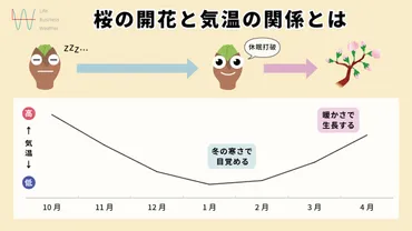 2025年さくら開花傾向】寒波襲来で休眠打破はかなり順調!この先は気温が急上昇して開花早まる!