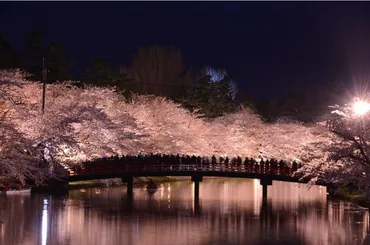 日本3大夜桜に数えられる絶景!青森県弘前市で「2024年弘前さくらまつり」が開催