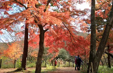 嵐山渓谷の紅葉の見どころは？2024年最新情報と楽しみ方をご紹介！嵐山渓谷の紅葉：見頃やアクセス、イベント情報を徹底解説！