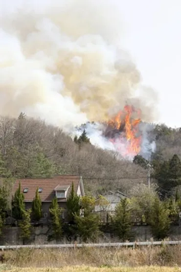 愛媛・岡山の山火事、延焼止まらず…愛媛の焼損214ha・避難指示2585人 : 読売新聞